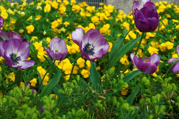 Paarse tulpen onder bloemen Washington Dc — Stockfoto
