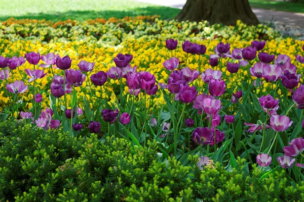 Paarse tulp flowerbed onder andere bloemen in Washington Dc — Stockfoto
