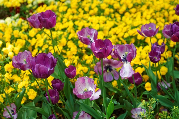 Paarse tulp flowerbed onder andere bloemen Washington Dc — Stockfoto