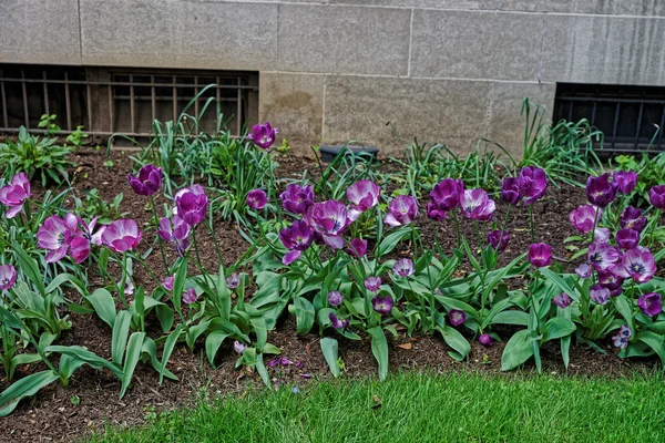 Purple tulips in a park in Washington DC