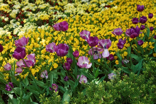 Paarse tulpen onder andere bloemen Washington Dc — Stockfoto