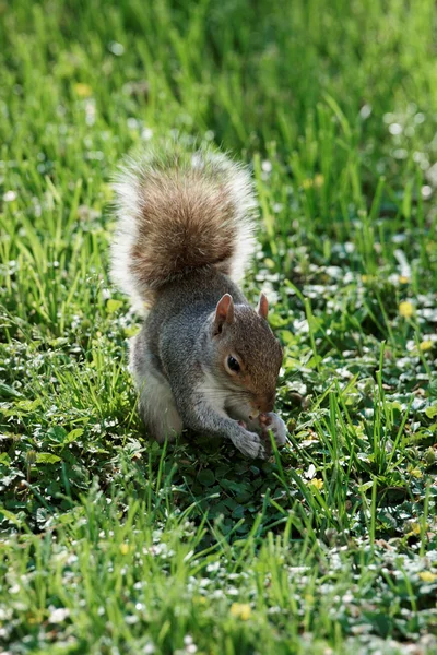 Corriendo ardilla en el césped en el parque — Foto de Stock