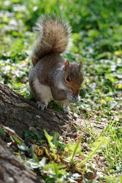 Small squirrel near the tree in the park