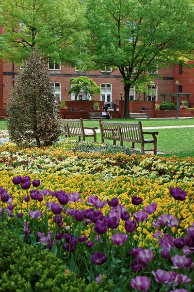 Macizo de tulipanes y pantanos en el campus de la Universidad George Washington — Foto de Stock