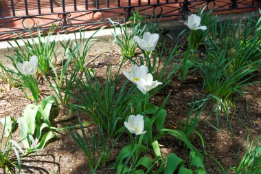 Bir flowerbed ışığında altında Beyaz Laleler