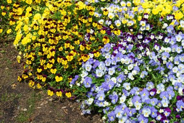 Büyük bir flowerbed sarı ve mavi hercai menekşe