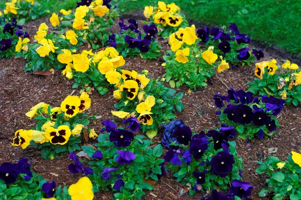 Gele en donker blauwe viooltjes in de grote flowerbed — Stockfoto