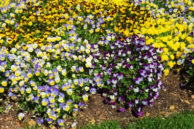 Parlak ve renkli Hercai Menekşe ve viyola bir flowerbed içinde