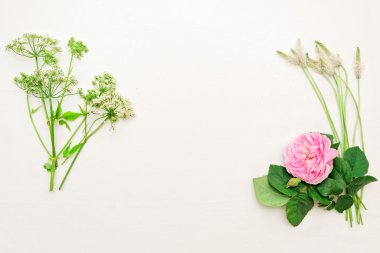 Çerçeve pembe tea gül ve yeşil alan çim