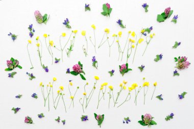 Düğünçiçeği ve yonca beyaz çerçeve