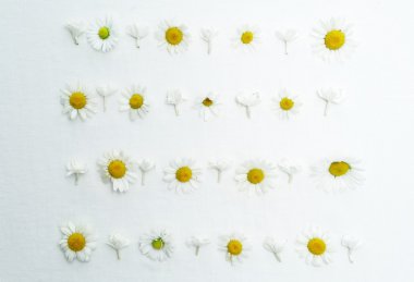 Çerçeve chamomiles ve Yasemin çiçekleri ile beyaz