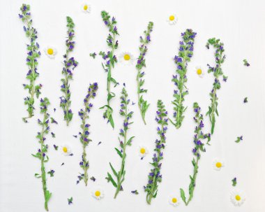 Çerçeve alanı çiçek ve beyaz papatya