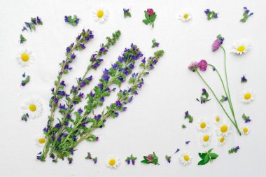 İle alan çiçek yonca ve papatya