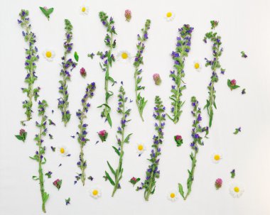 İle alan çiçek yonca ve beyaz papatya