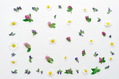 Alan çiçek yonca ve papatya ile çerçeve