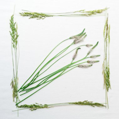 Alan çim beyaz arka plan üzerinde çerçeve