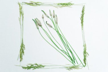 Alan çim üzerinde beyaz çerçeveli