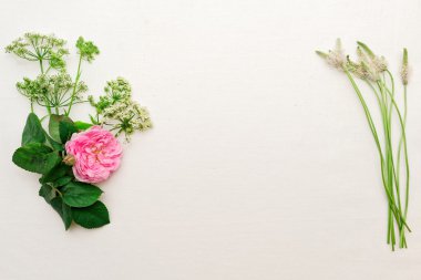 Pembe tea gül ve yeşil alan çim ile çerçeve