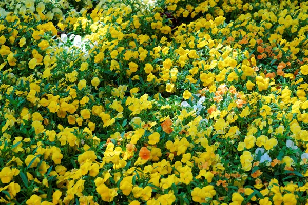 Heldere gele viooltjes in een grote flowerbed — Stockfoto