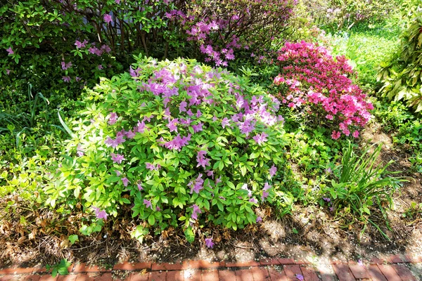 Ljust lila och rosa buskar av blommor i parken — Stockfoto