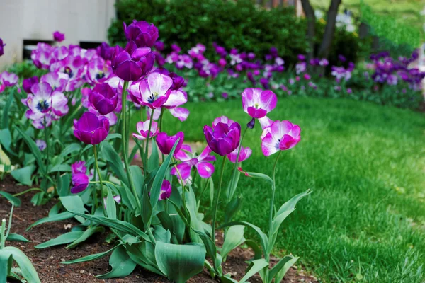 Donkere en lichte paarse tulpen in een flowerbed — Stockfoto