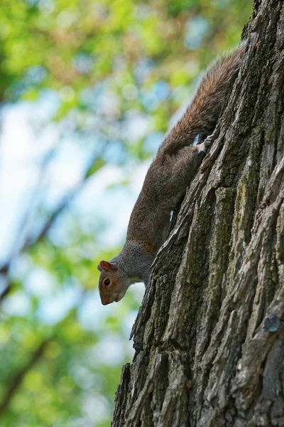 Écureuil moelleux sur l'arbre dans le parc — Photo