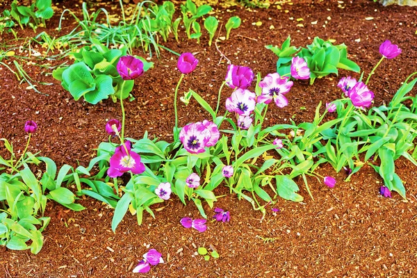 Dark and light purple tulips in the flowerbed — Stock Photo, Image