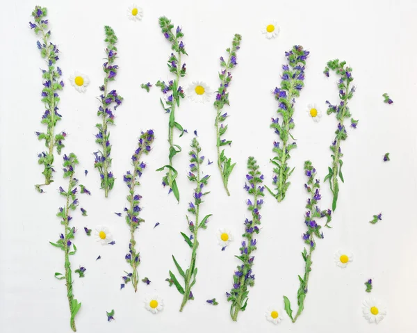 Çerçeve alanı çiçek ve beyaz papatya