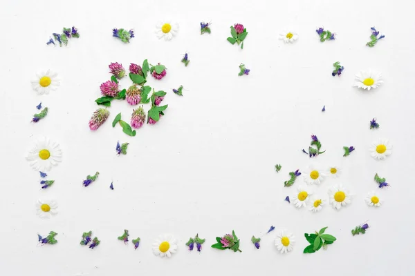 Marco con flores de campo tréboles y manzanilla — Foto de Stock