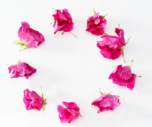 Wieniec z róż herbacianych róż na białym — Zdjęcie stockowe