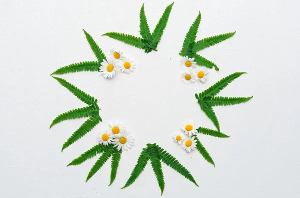 Corona de manzanilla y hojas de helecho verde — Foto de Stock
