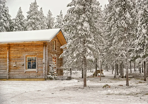 Rendieren in de buurt van houten woning in winter Lapland — Stockfoto