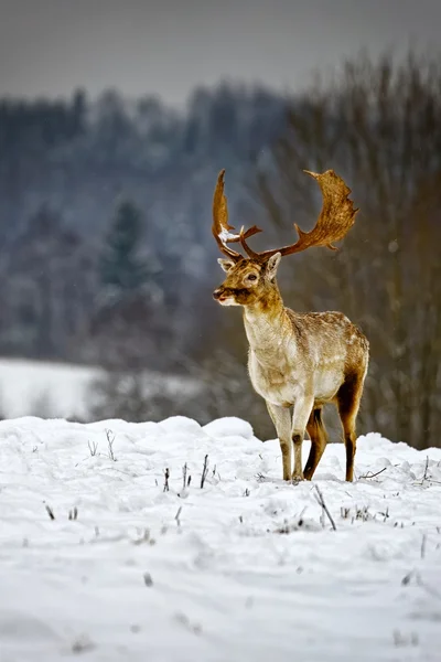 Damherten in winter sneeuwveld — Stockfoto