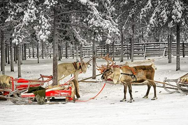 Twee rendieren met slee in winter Arctische bos — Stockfoto