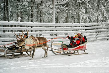 Ren geyiği kızakları yarış