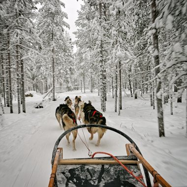 View from the dog sled clipart
