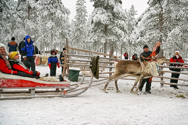 Beginning of the race on the reindeer sledges — Stock fotografie