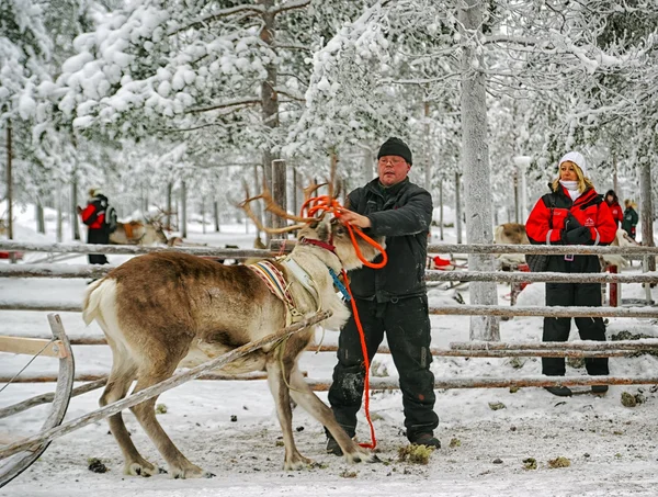 トナカイのレースで飼い — ストック写真