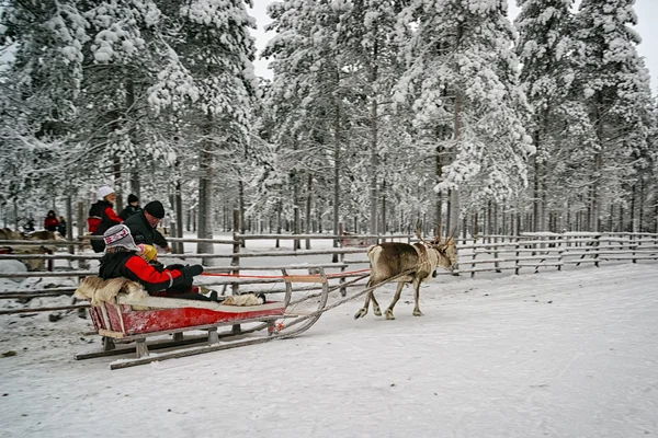 Start of the race on the reindeer sledges at the reindeer farm — Stock fotografie