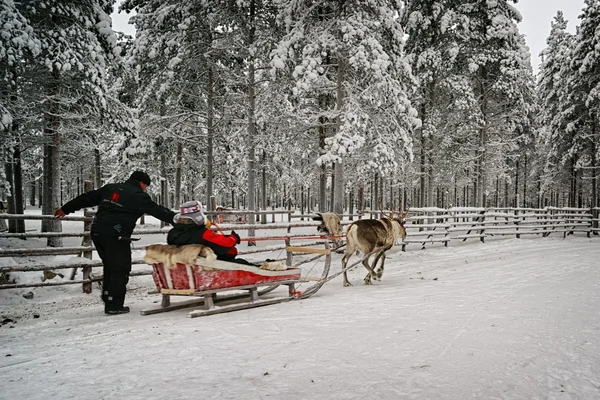 Starting of the race on the reindeer sledges — Stock fotografie