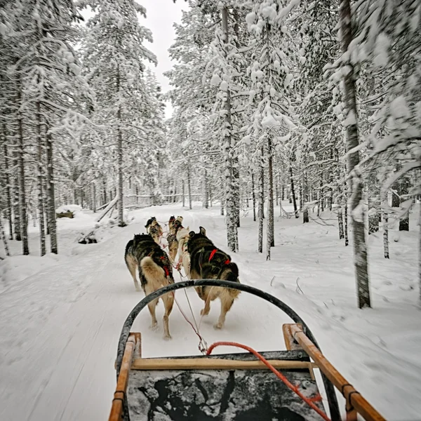 Vista dalla slitta del cane — Foto Stock