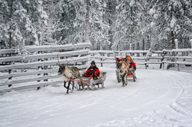 Ren geyiği sledges5 üzerinde yarış