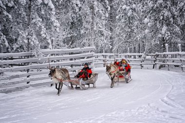 Ren geyiği sledges4 üzerinde yarış