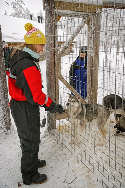 Chica y niño jugando con cachorros de perro husky —  Fotos de Stock