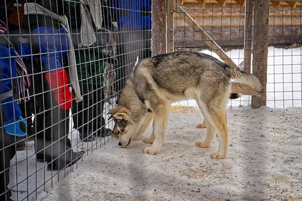 Husky dog in the cage in winter