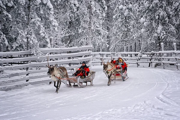 Racing on the reindeer sledges4 — Stock Photo, Image