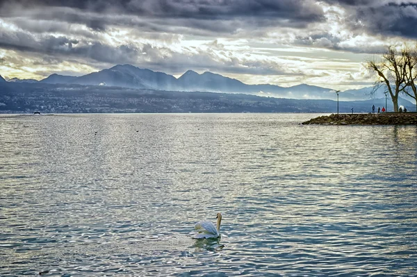 Swan in Geneva lake near Losanne — Stock Photo, Image