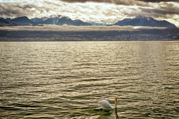 Cisne em Genebra lago perto de Losanne — Fotografia de Stock