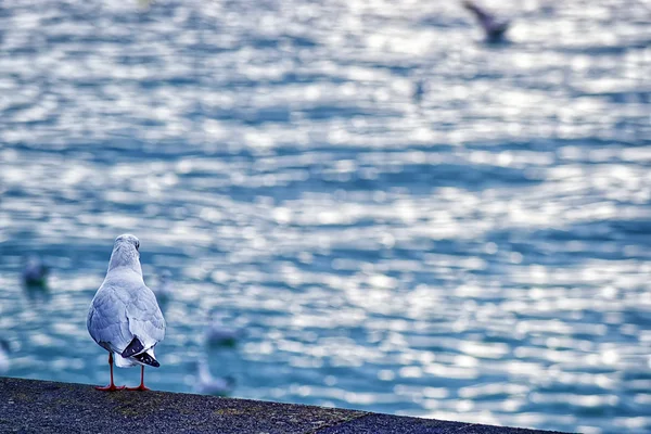 Sea gull a rakparton — Stock Fotó