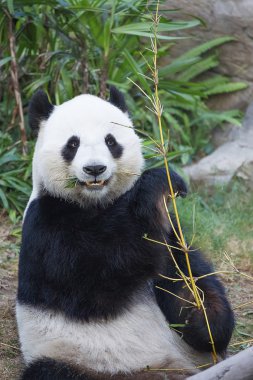 Büyük panda bambu yemek